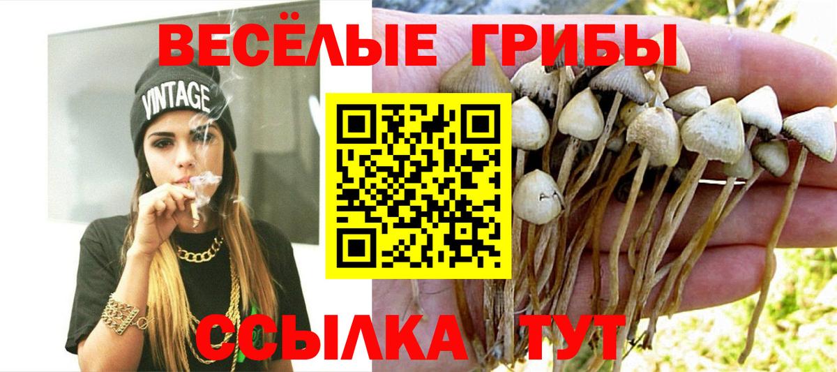Алейск  Псилоцибиновые грибы Magic Shrooms  Галлюциногенные грибы Cubensis  сколько стоит  Вход с VPN 
